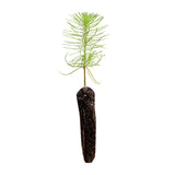 Monterey Pine | Small Tree Seedling