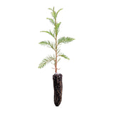 Montezuma Cypress | Small Tree Seedling