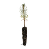 Ponderosa Pine | Small Tree Seedling