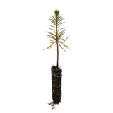 Sugar Pine | Small Tree Seedling