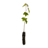 American Sweetgum | Small Tree Seedling