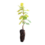 Valley Oak | Medium Tree Seedling