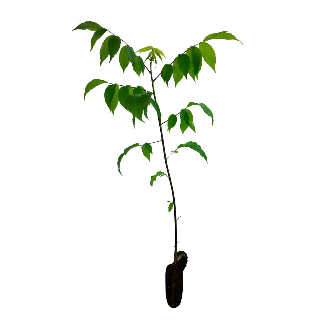 black walnut seedlings for sale