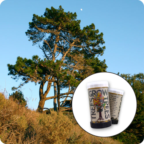 Ghost Pine  Mini-Grow Kit –