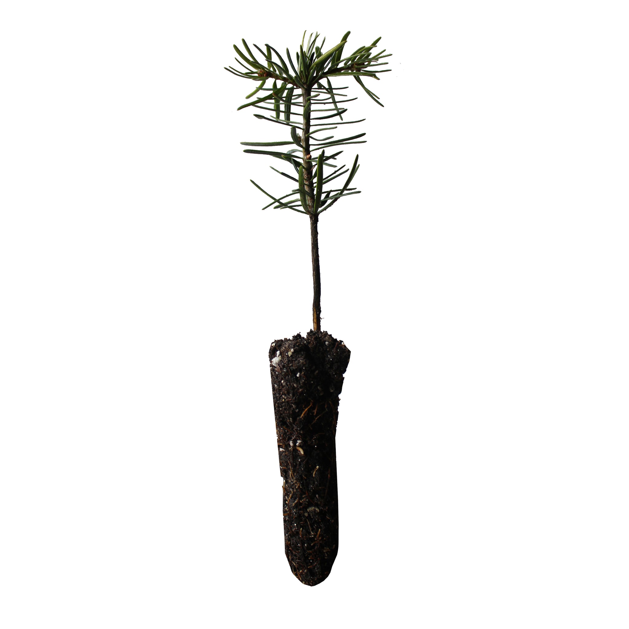 christmas tree sapling