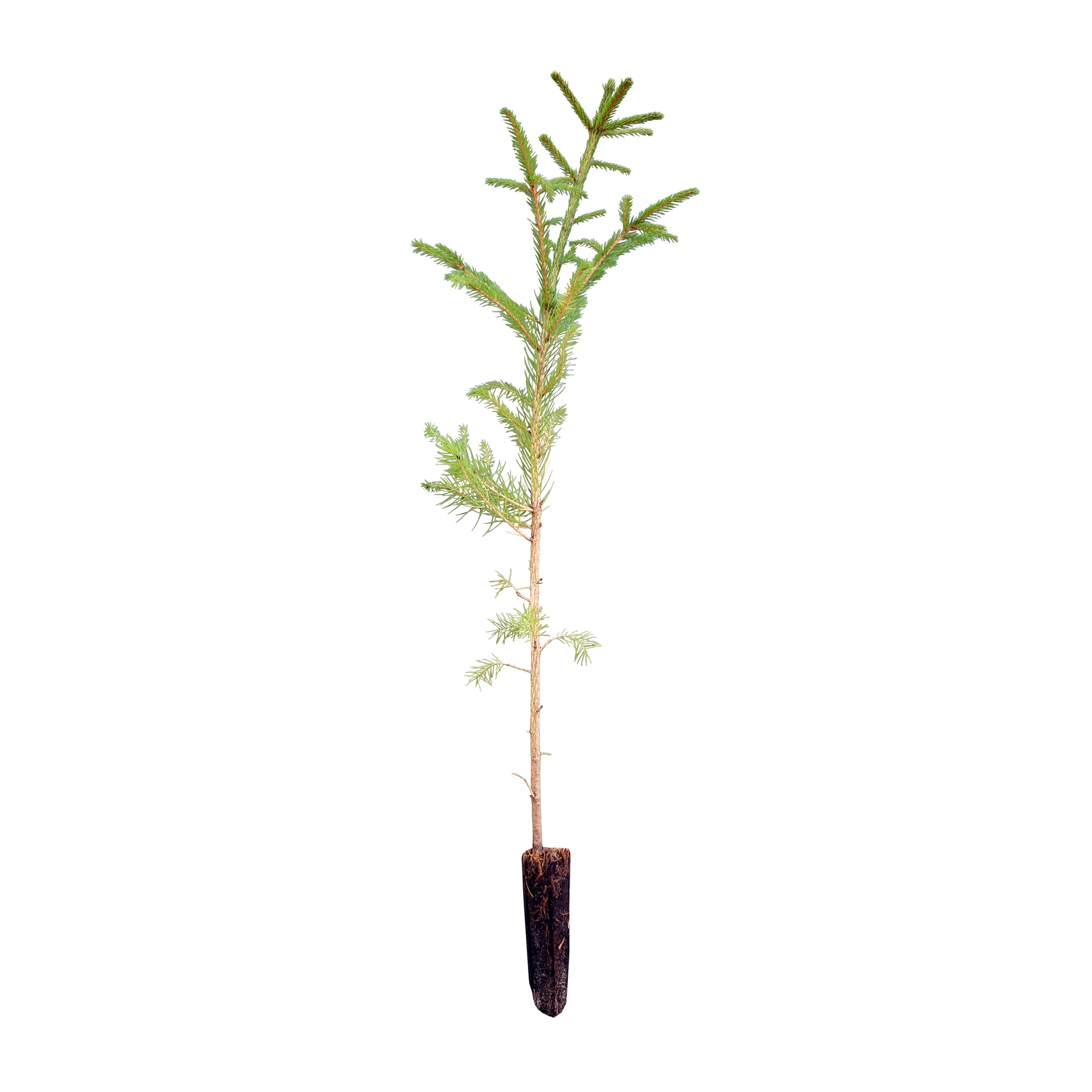 Norway Spruce Medium Tree Seedling Sequoiatrees Com