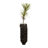 Southern Chinese Pine | Medium Tree Seedling | The Jonsteen Company