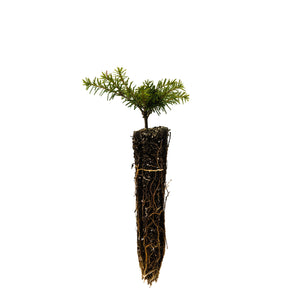 Western Hemlock | Small Tree Seedling | The Jonsteen Company