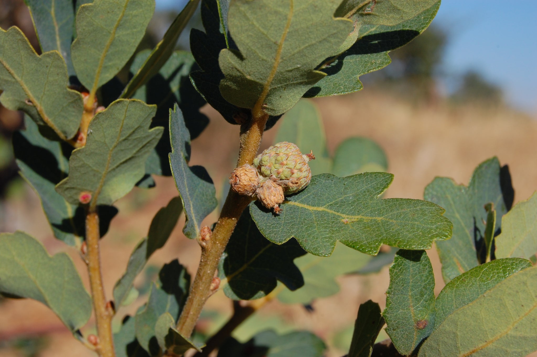 Blue Oak | Lot of 30 Tree Seedlings – SequoiaTrees.com