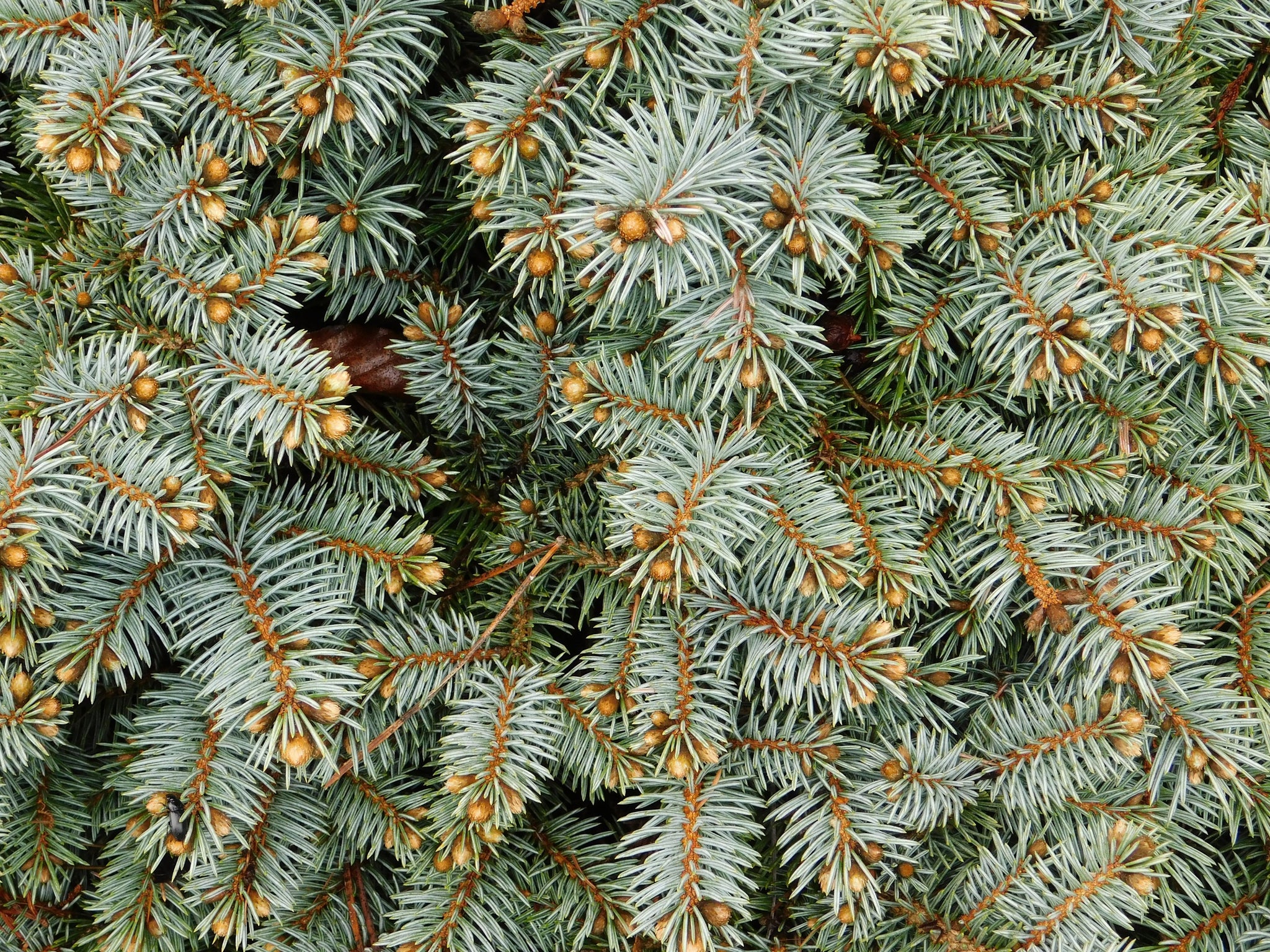 blue spruce seedlings