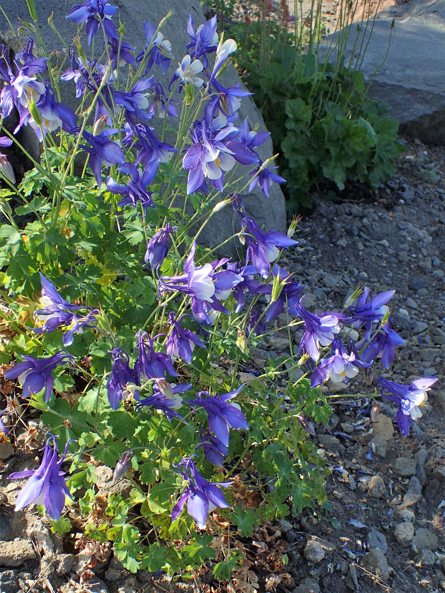 Rocky Mountain Columbine Flower Seed Grow Kit