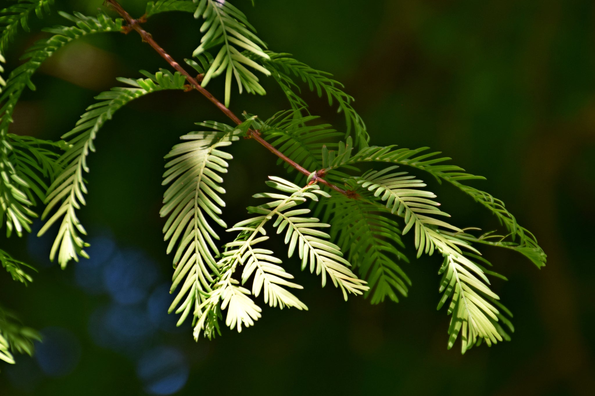 metasequoia seedling