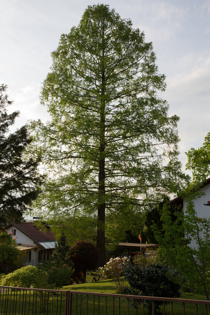 metasequoia for sale