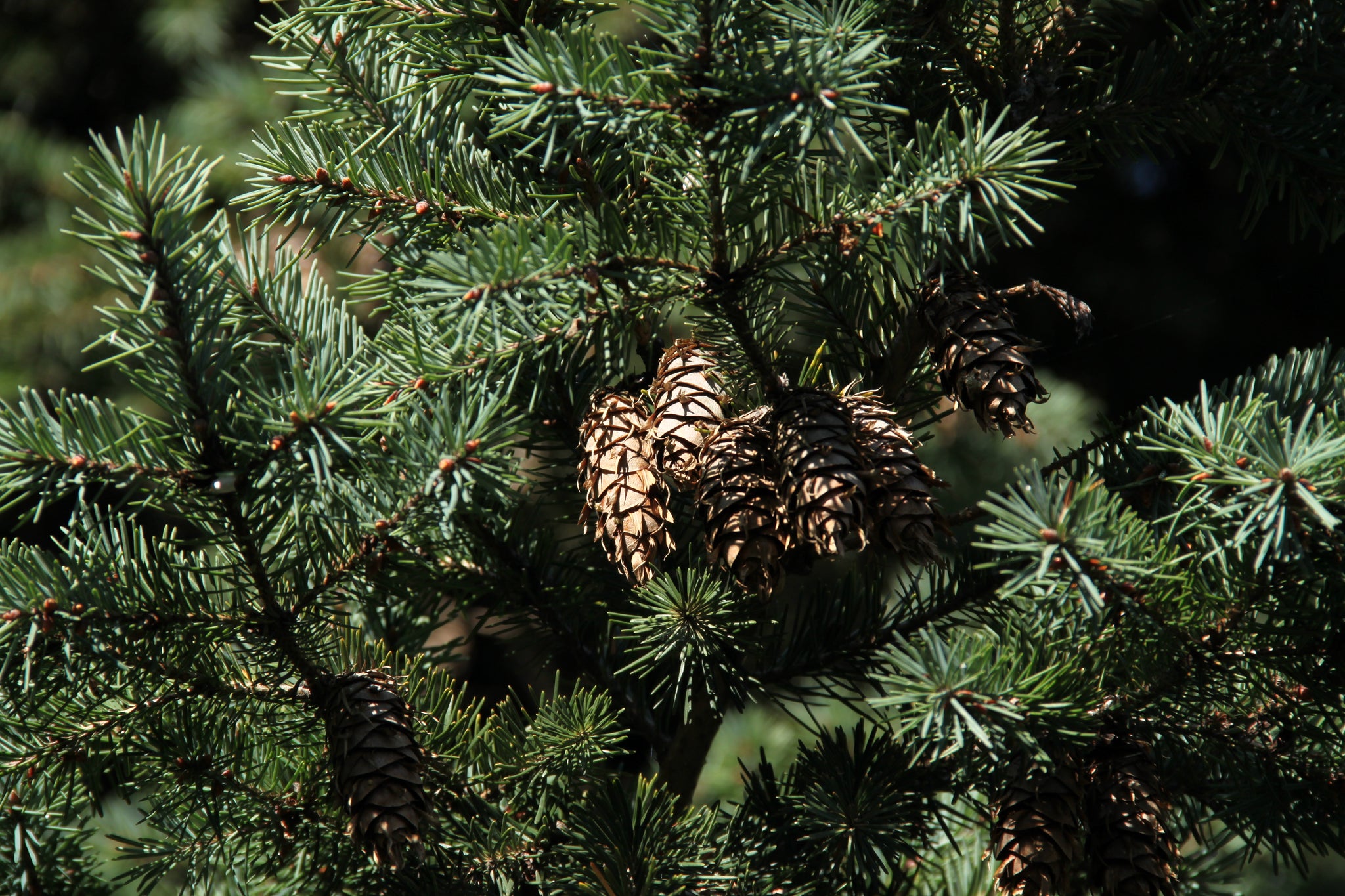 doug fir seeds