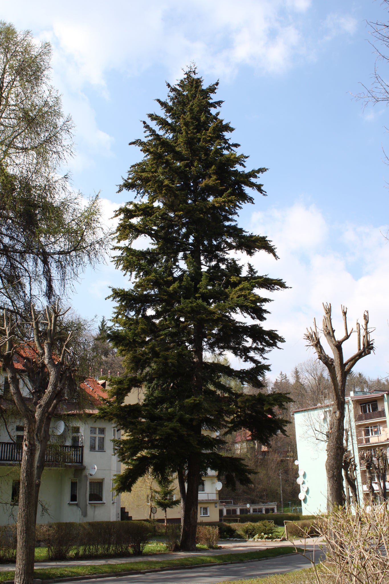 douglas fir tree seedlings for sale