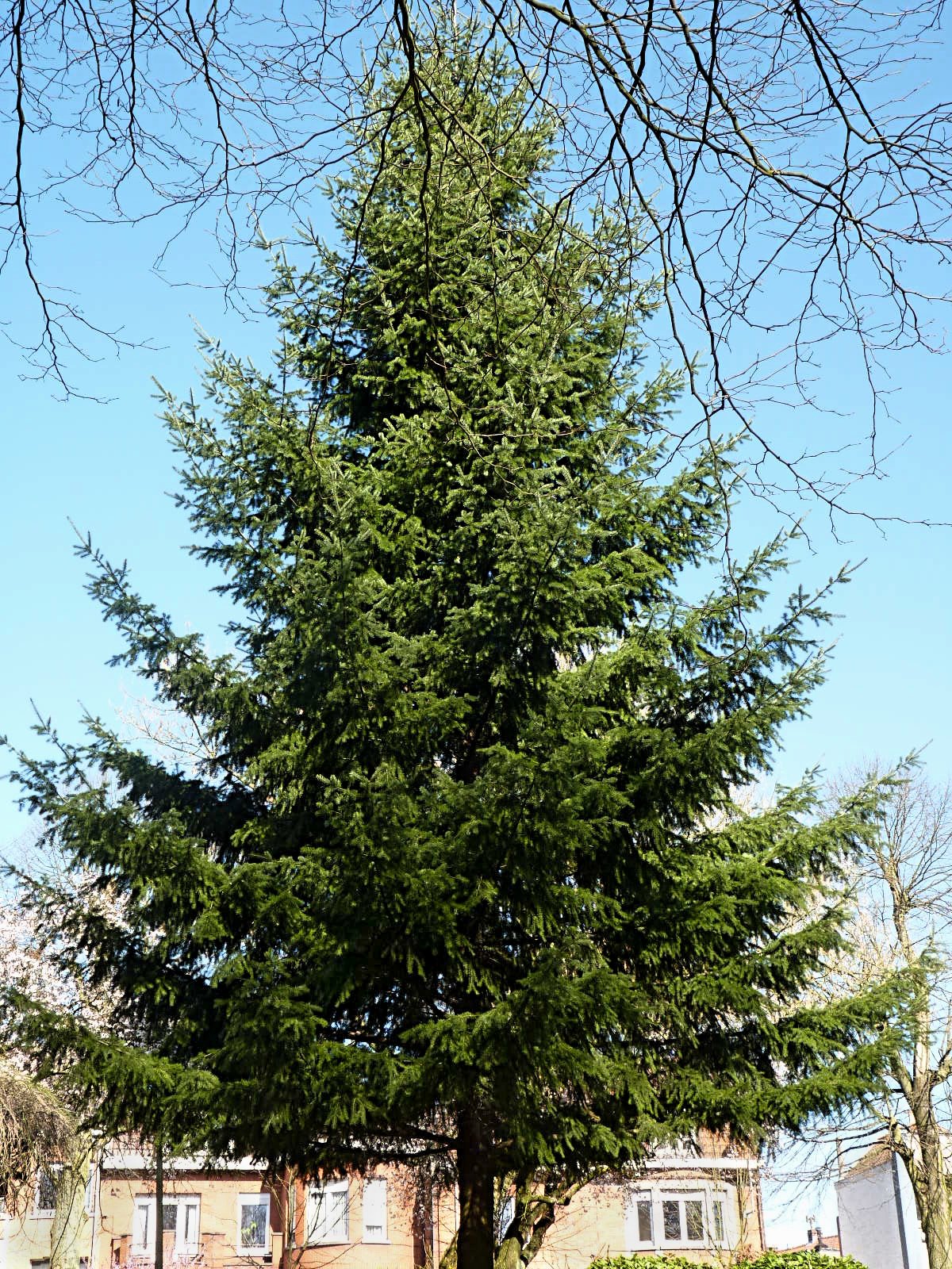 douglas fir seedlings bulk