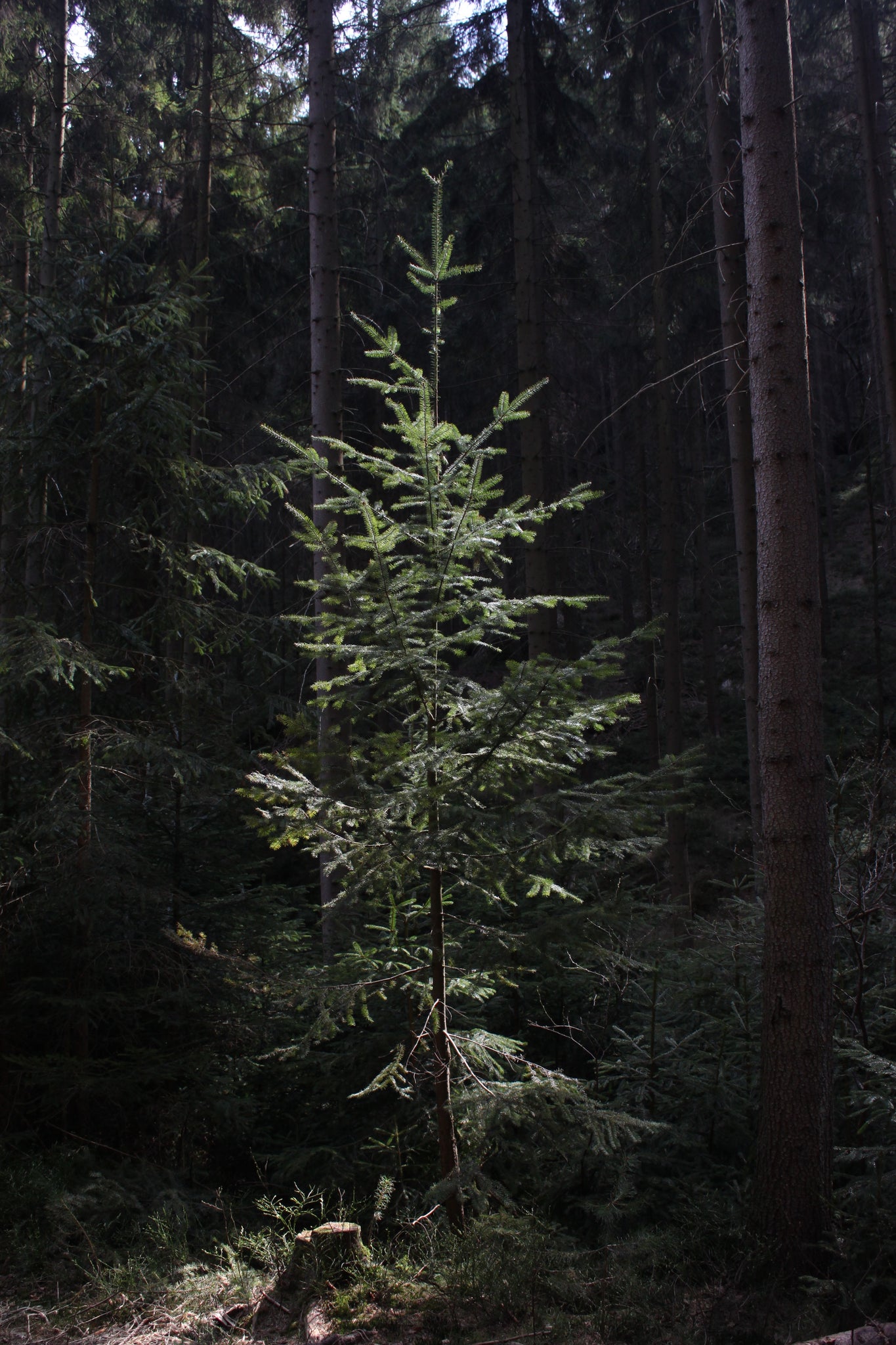 douglas fir tree seedlings for sale