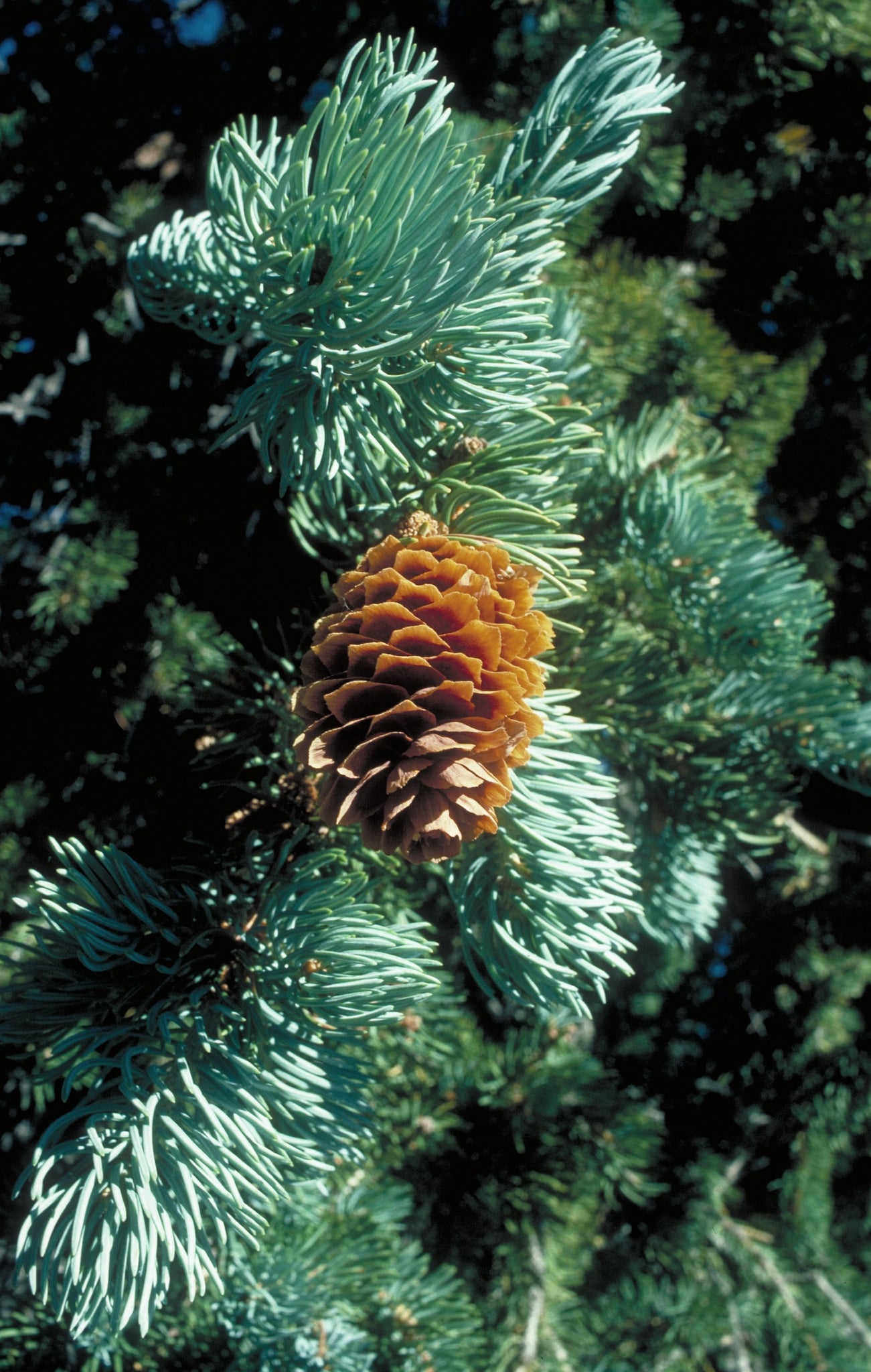 Engelmann Spruce | Lot of 30 Tree Seedlings – SequoiaTrees.com