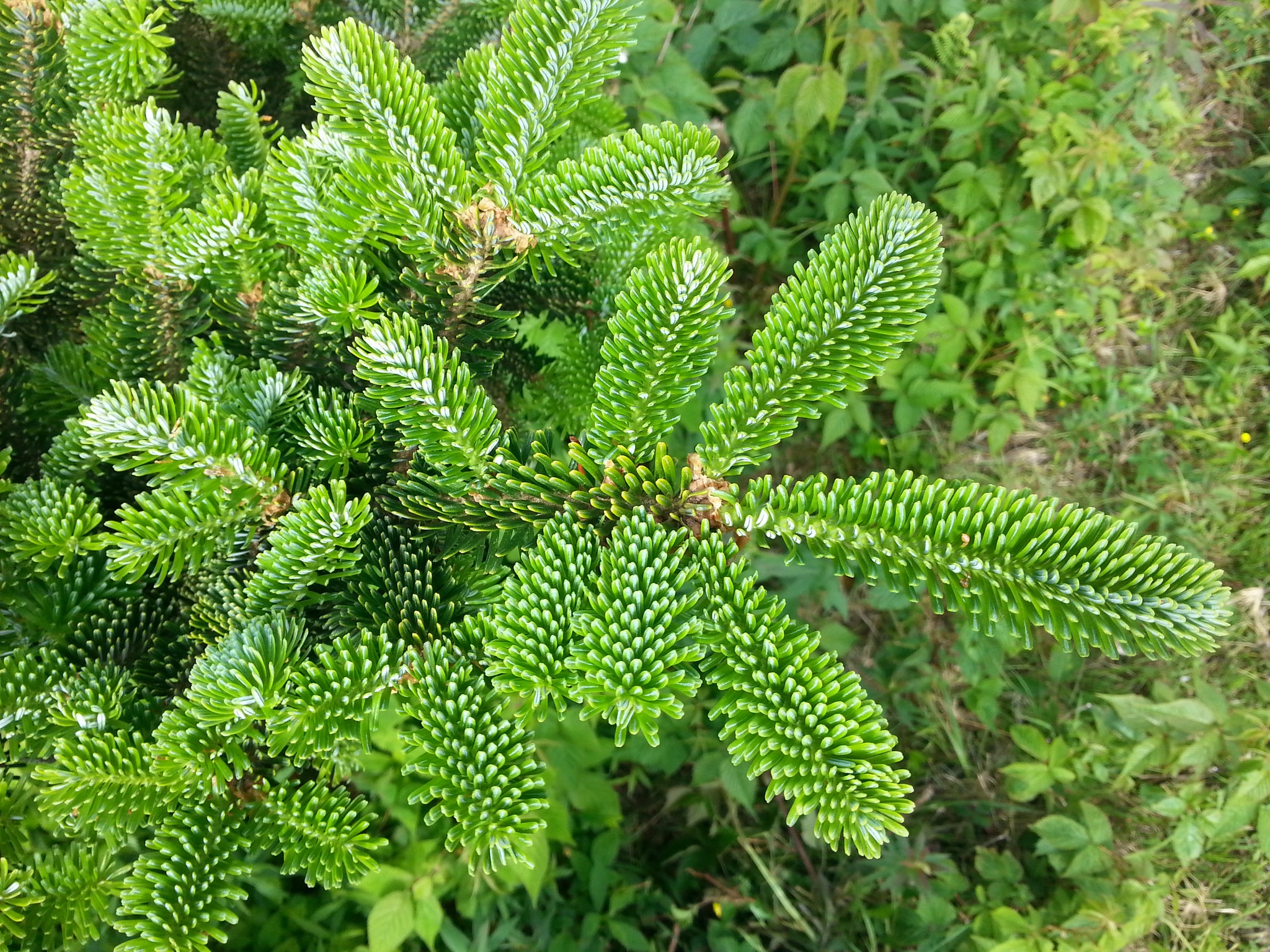 noble fir seedlings for sale