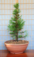 Load image into Gallery viewer, Bonsai Tree | Giant Sequoia | The Jonsteen Company