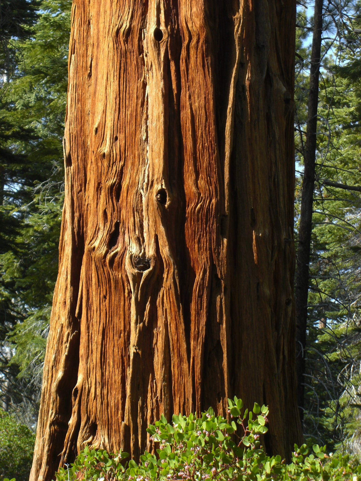 Incense Cedar | Small Tree Seedling – SequoiaTrees.com