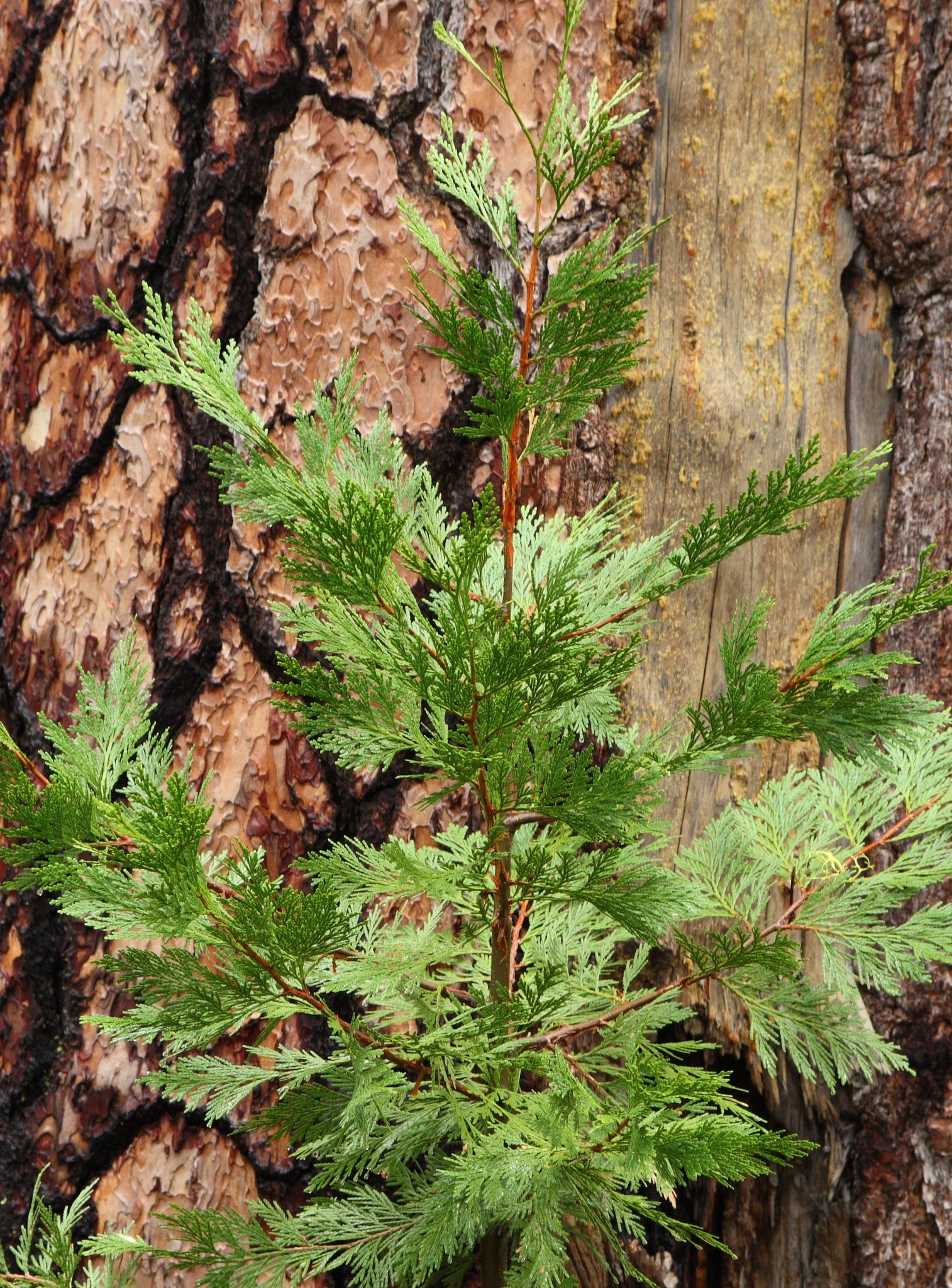 incense cedar leaves and acorn drawing