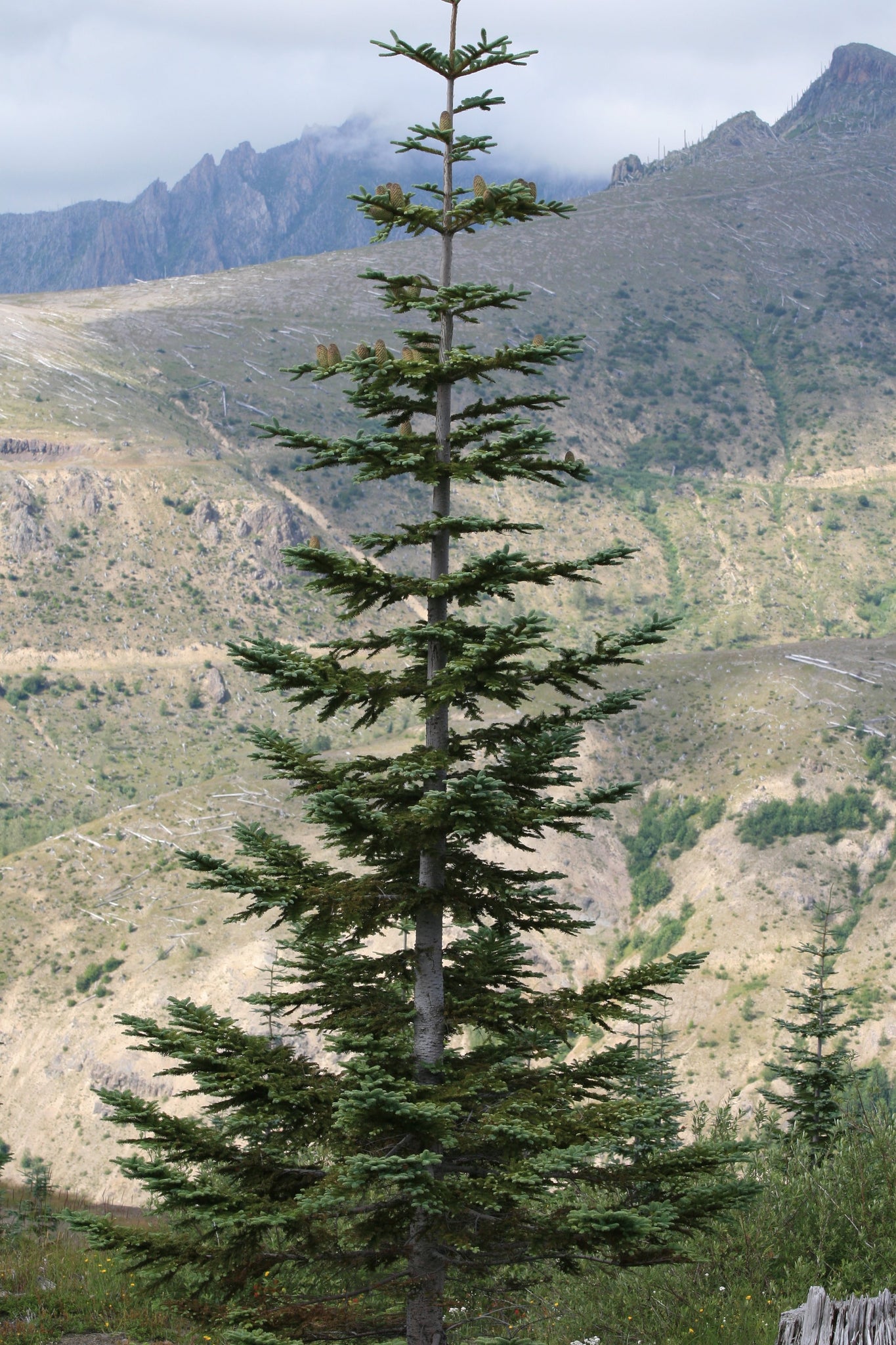 noble fir seedlings for sale