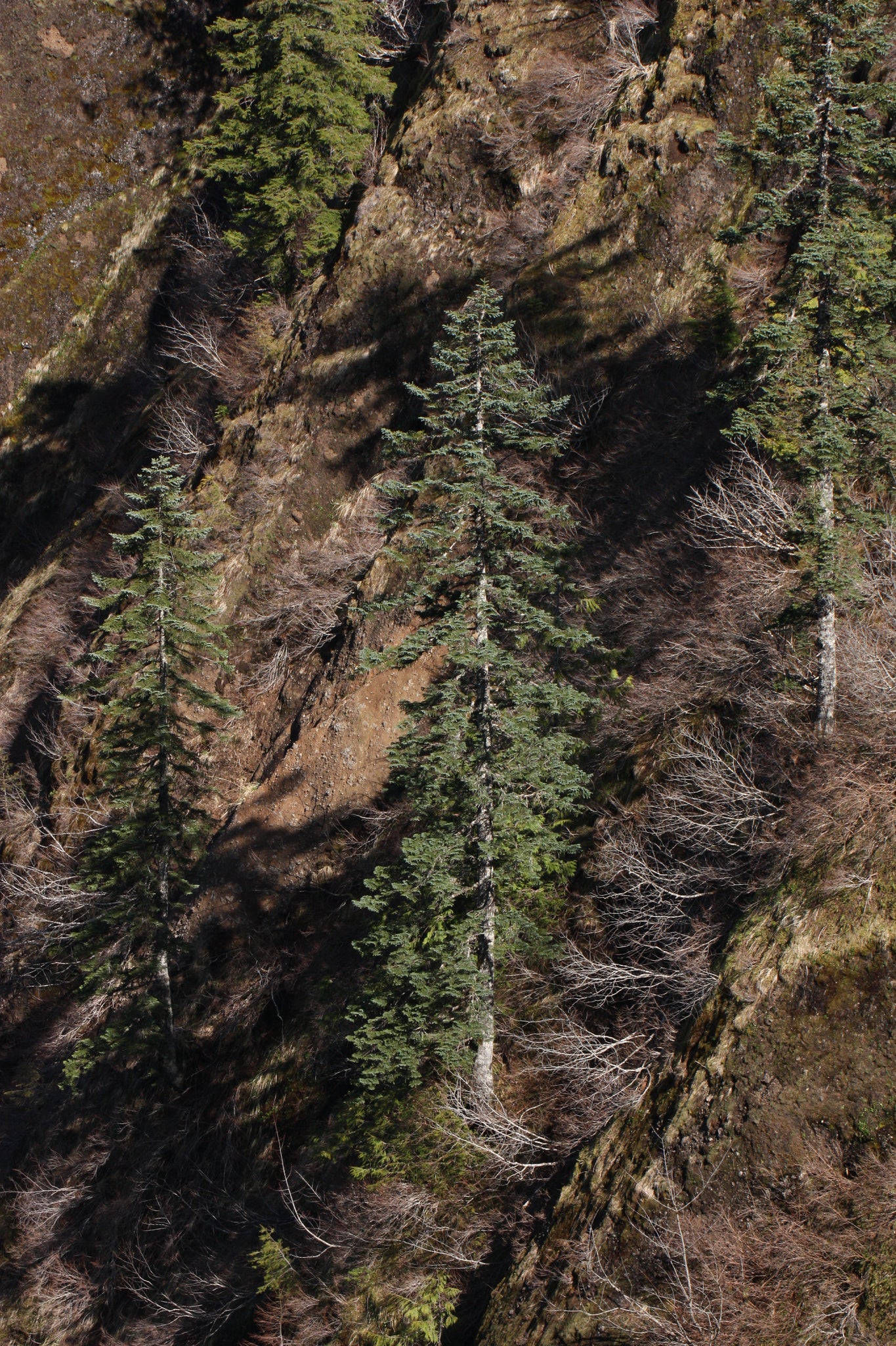 noble fir seedlings for sale