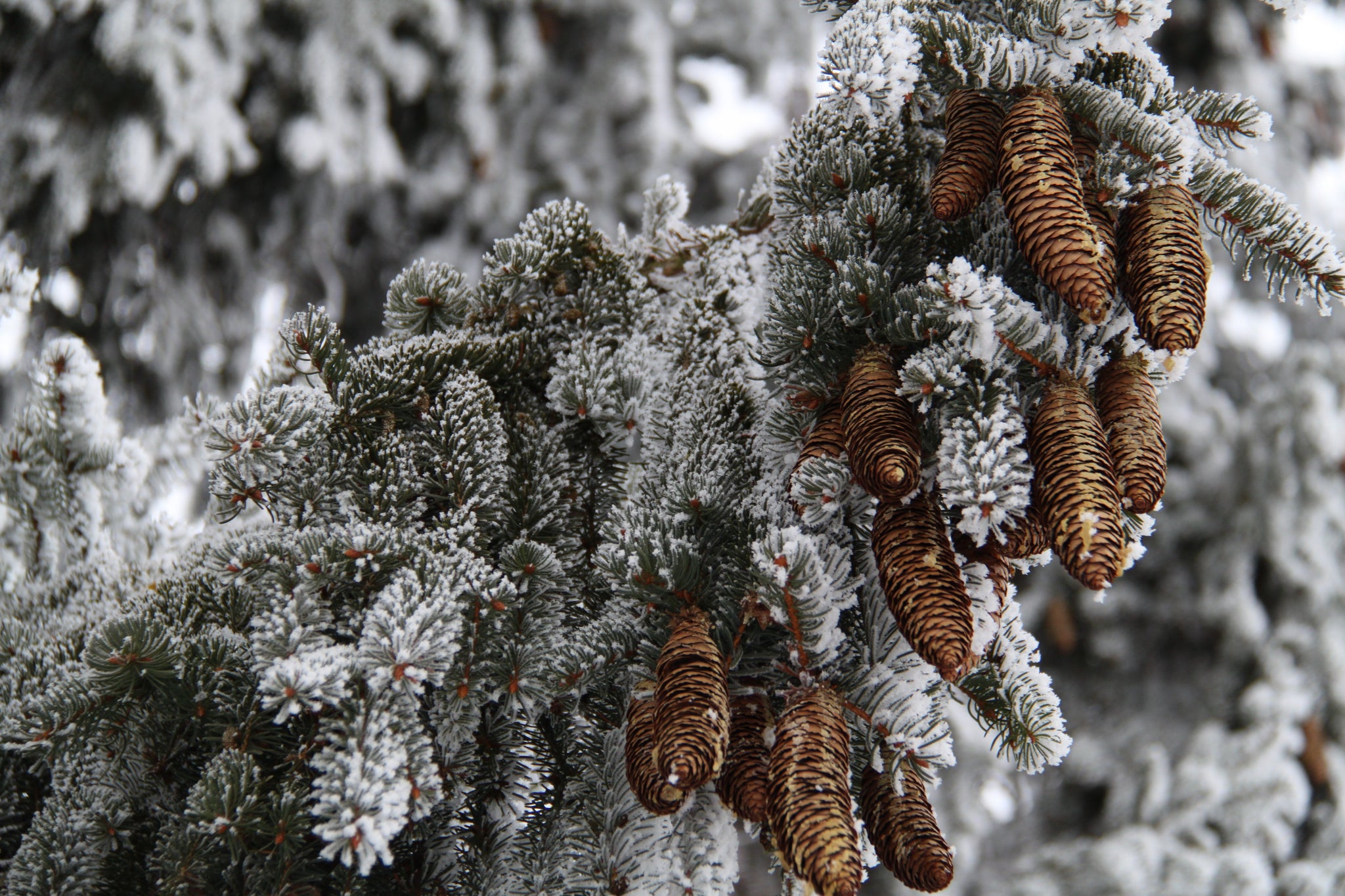 norway spruce seedlings