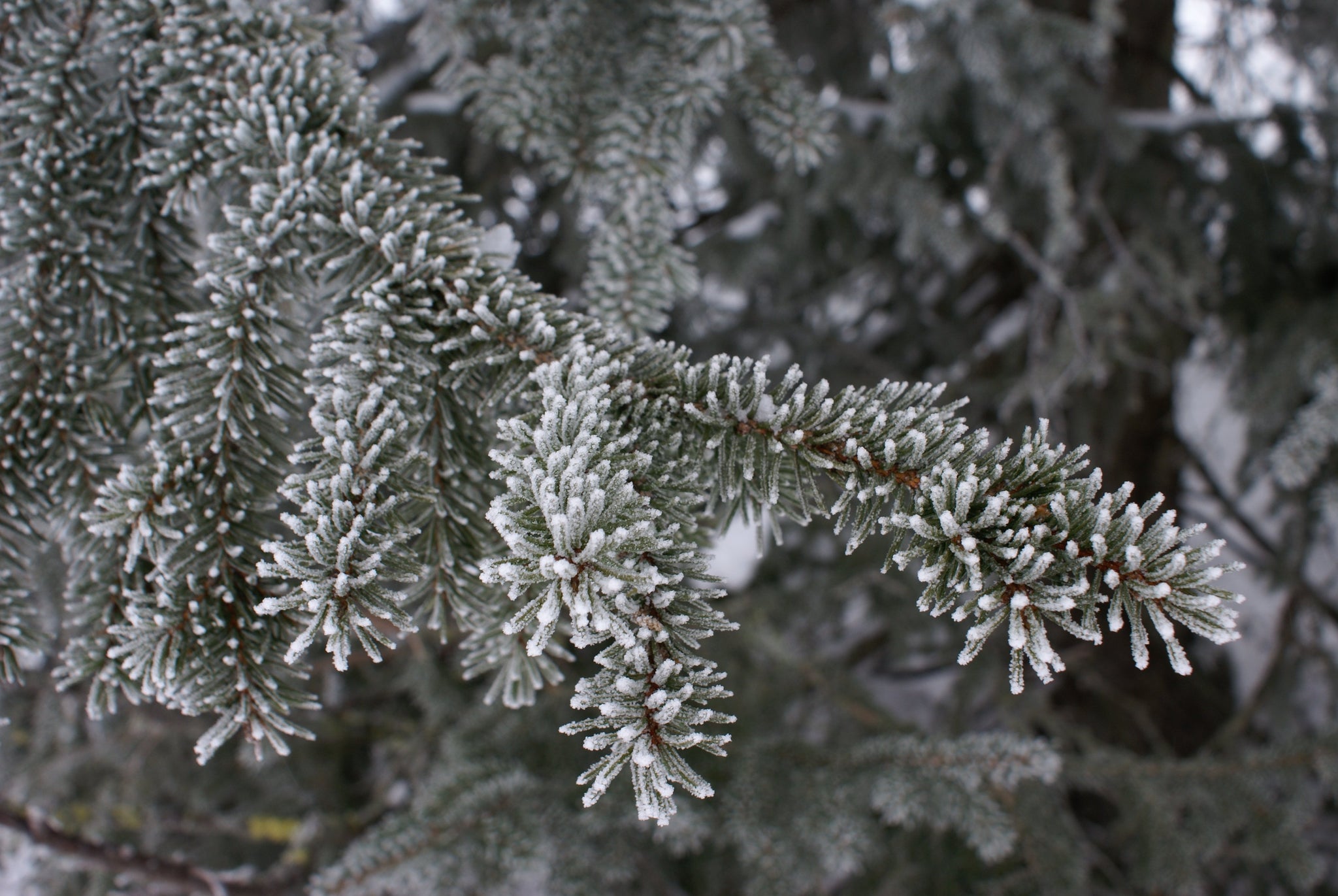 norway spruce seedlings