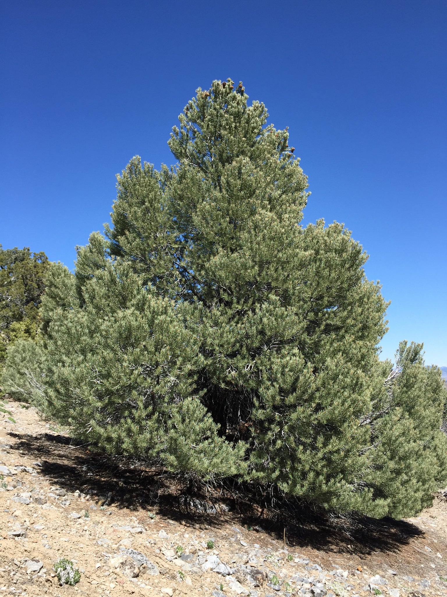 Piñon Pine | Pinus monophylla | Small Tree Seedling – SequoiaTrees.com