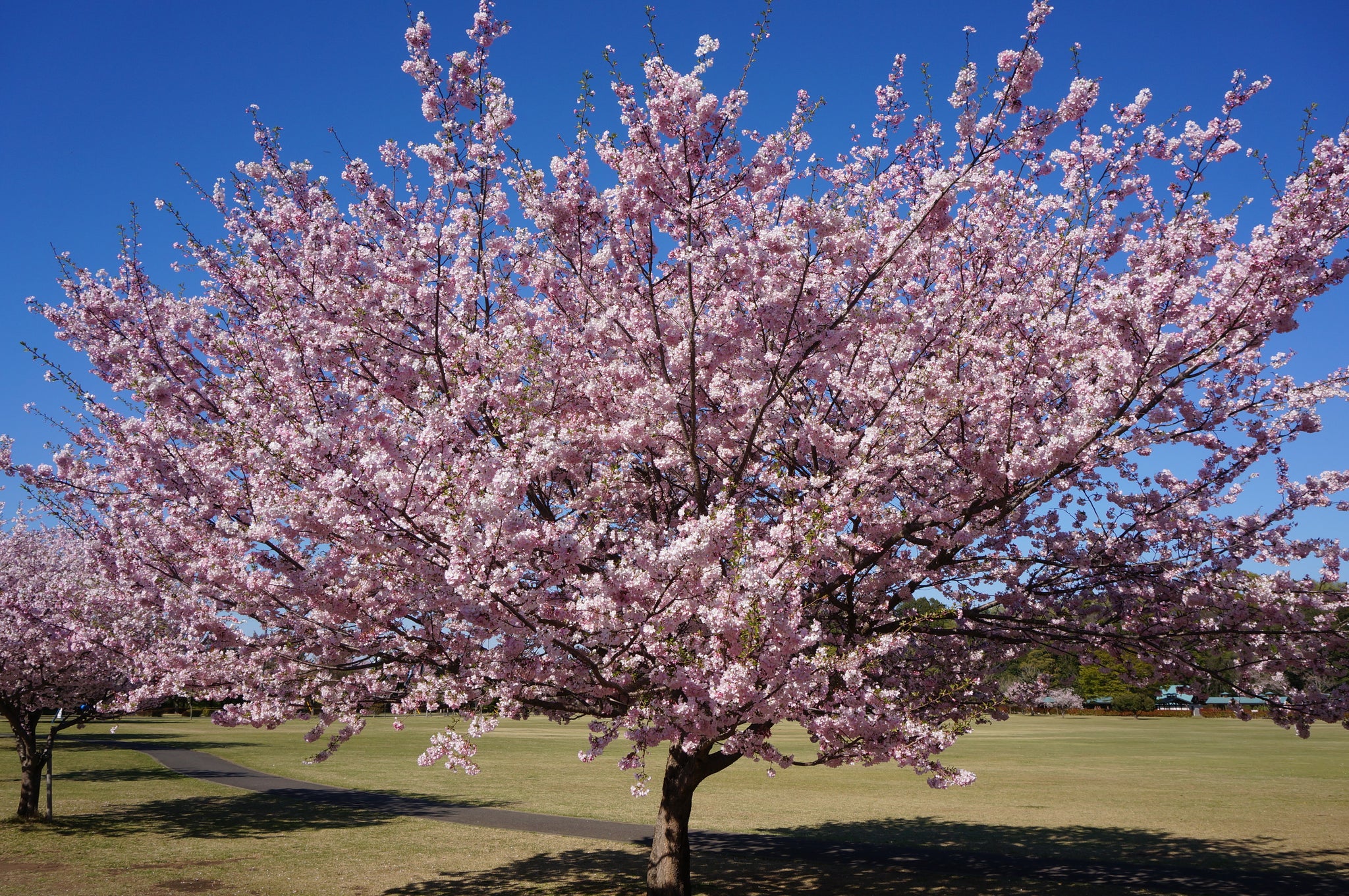 Flowering Cherry Blossom Medium Tree Seedling