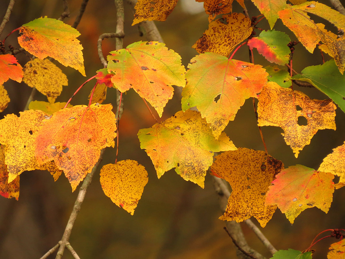 red maple seedlings