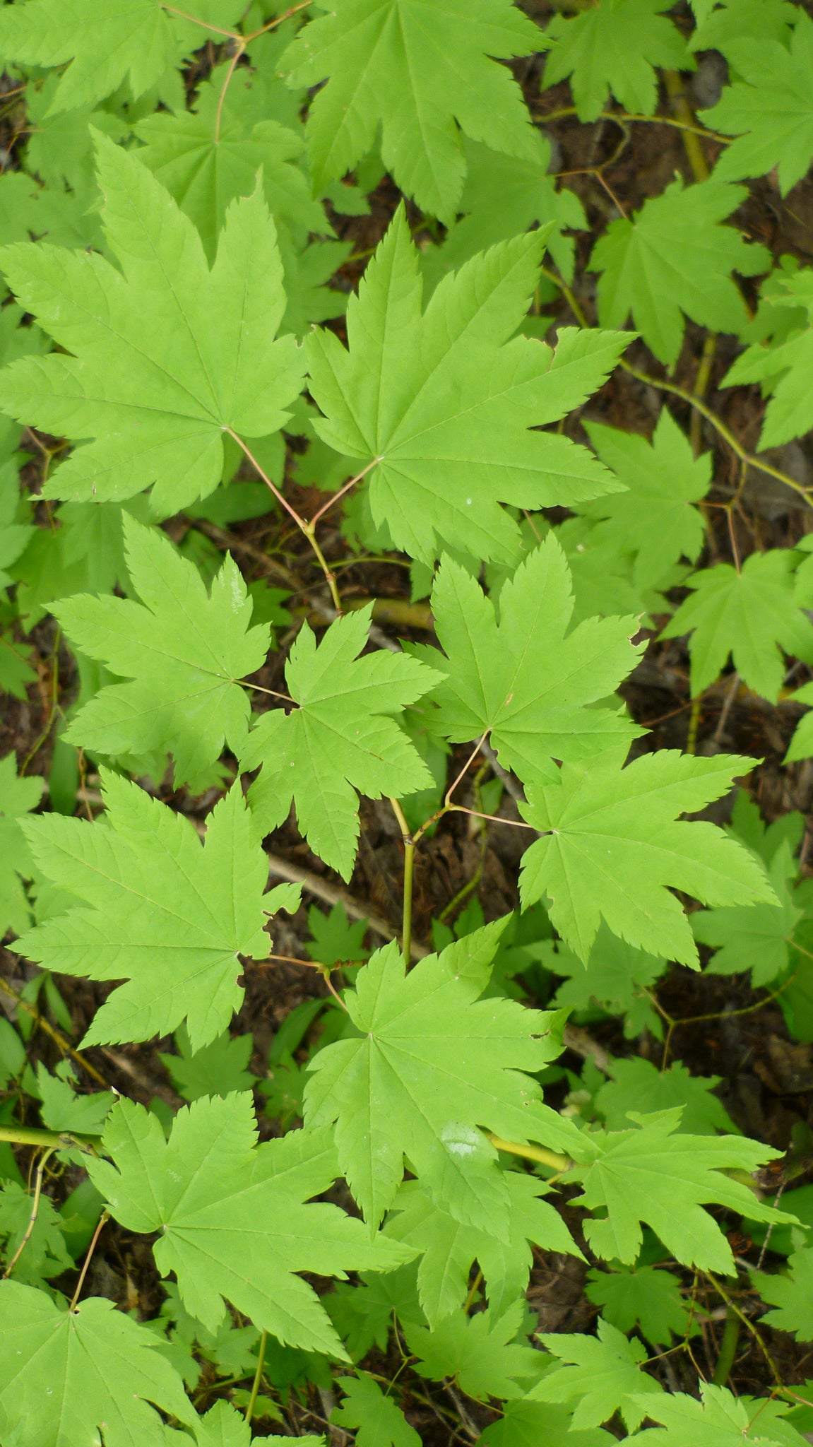 vine maple leaf