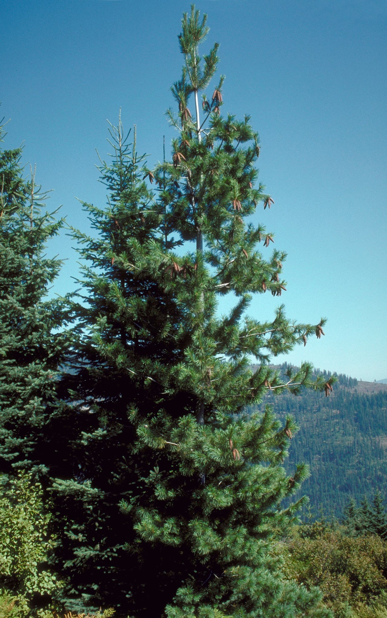 White pine rust blister фото 94