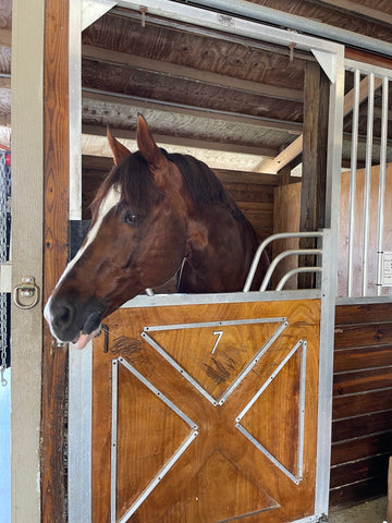 Flynn sticking his head out of the stall, looking to his right with his ears perked forward.