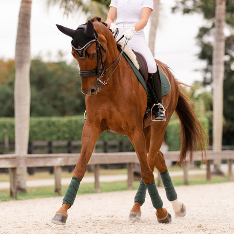 Leah Drew's horse Dezi, modeling our new Essential Square Dressage Pad in Green & Essential Polo Wraps in Green.
