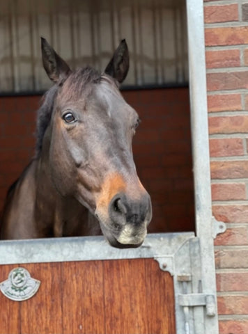 Chocolate standing in a stall with his head sticking out.