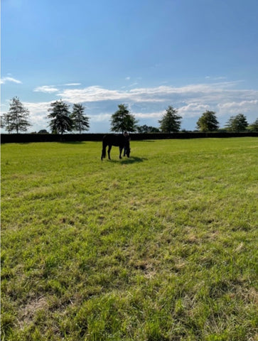 Horse grazing in a big, sunny grass field.