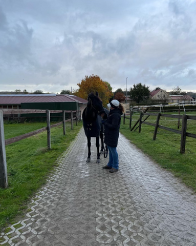 Chocolate, Hope's horse, walking around Kasselman in Germany.