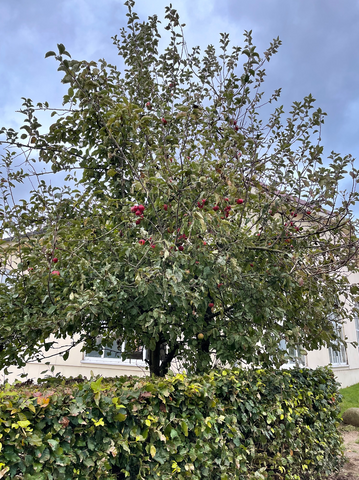 Apple tree filled with red apples at the farm.