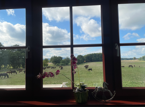 View out a window in Hope's apartment looking out onto a grass field with many mares and their foals.