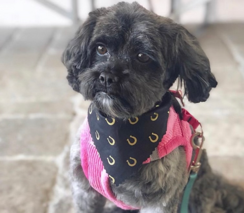 Small dog wearing a black bandana with gold horse shoes all over it.