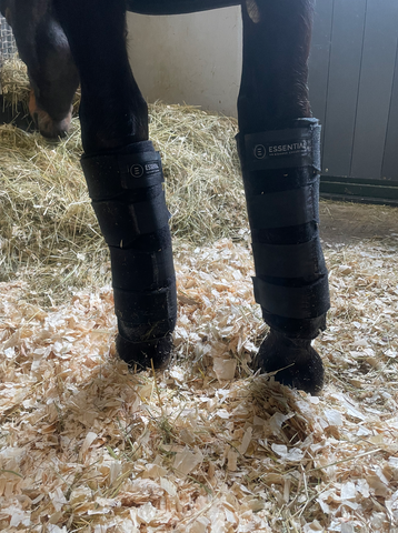 Horse wearing Essential Cold Therapy Boots in a stall.