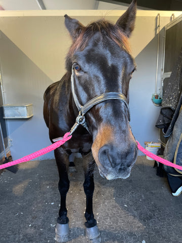 Chocolate chilling on the cross ties at Kasselmans. ©Hope Cooper