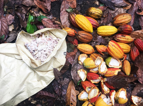cacao pods at oko caribe