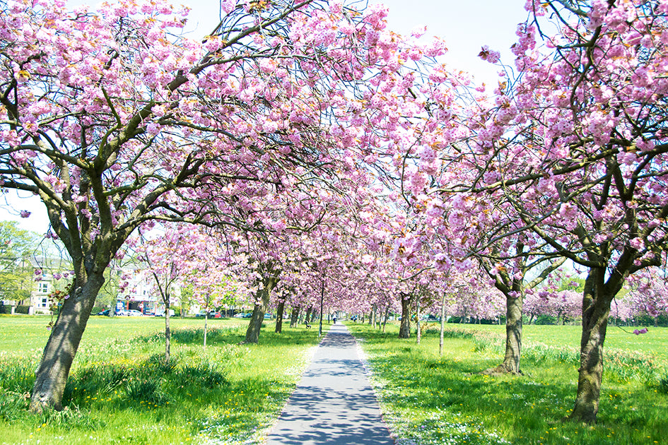 Cherry blossom in Harrogate