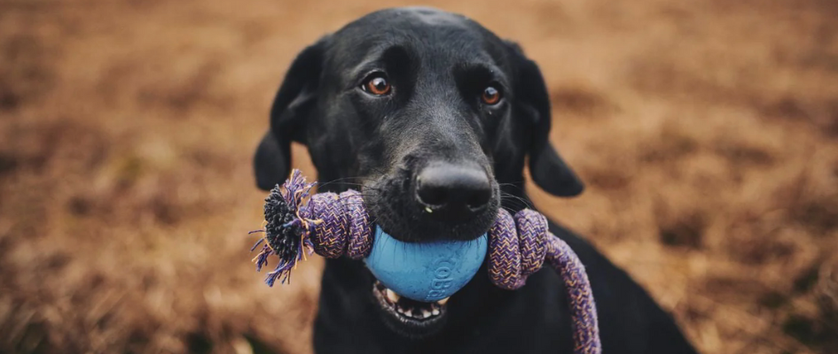 Eco-friendly dog toys