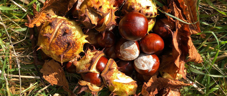 Conkers to make homemade laundry detergent