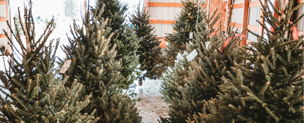 Eco-friendly Christmas trees